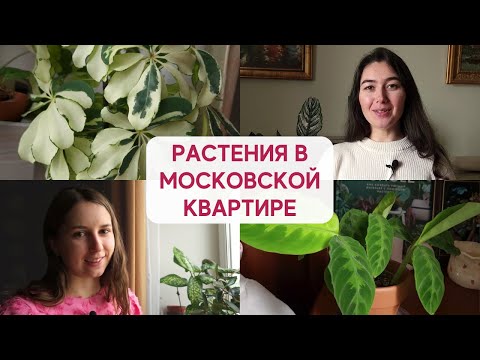 Видео: В гостях у Полины / ОБЗОР коллекции РАСТЕНИЙ