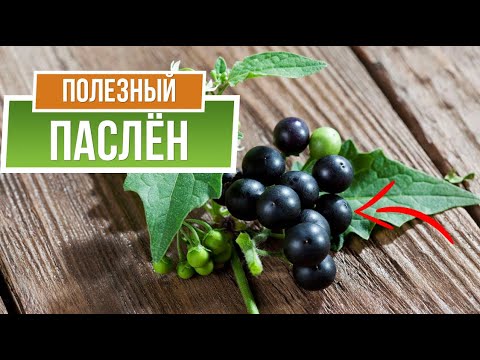 Видео: Лекарство от всех болезней ПАСЛЁН ✿