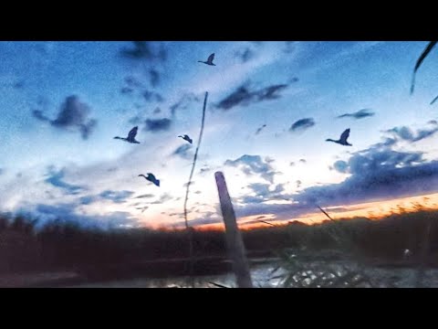 Видео: ВОТ ЭТО ОТКРЫТИЕ! ВОТ ЭТО НАЛЕТЫ! Открытие охоты на утку 2025.