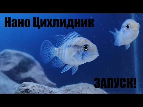 Видео: 1. Нано цихлидник. Запуск!