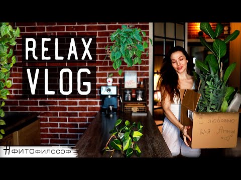 Видео: RELAX VLOG #2🌿#распаковка НОВЫХ больших растений и их ОБРАБОТКА от вредителей🐞 ОПОРА для #стефанотис