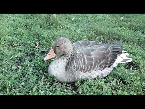 Видео: ОСТАЛОСЬ ТРИ ДИКИХ ГУСАЧКА 🙁