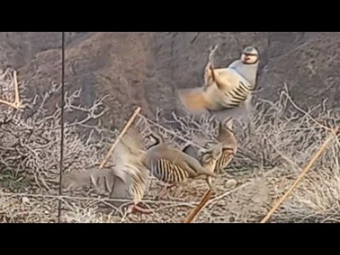 Видео: охота на кеклика 27 октября Спартак чемпион