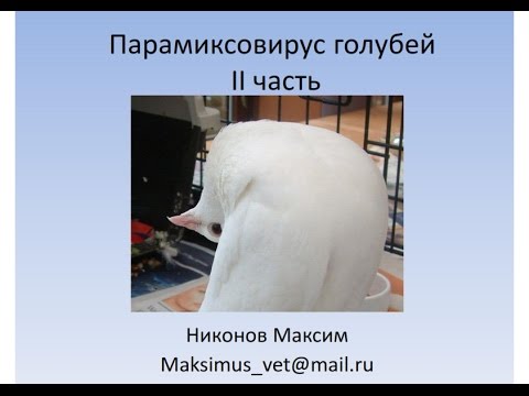 Видео: ОрниФарм Парамиксовирус голубей. Практика