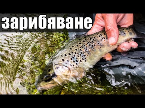 Видео: ЗАРИБЯВАНЕ НА РЕКА ВЪЧА