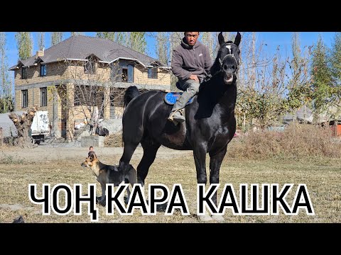 Видео: КАРА КАШКА СЫНААКЫ АТ