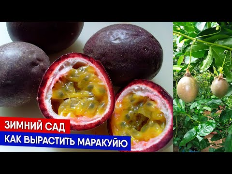 Видео: Зимний сад - как вырастить маракуйю