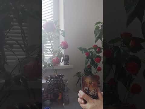 Видео: Как выглядят люди Силы в реальной жизни, не в рекламе