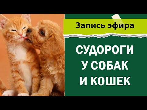 Видео: Судороги у собак и кошек. Что делать?