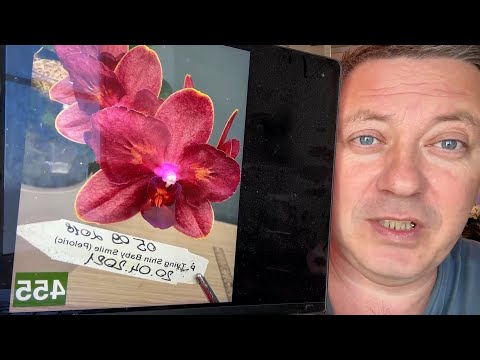 Видео: отдаю орхидеи в прямом эфире // в октябре шикарные орхидеи