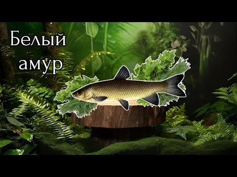 Видео: Белый амур / Озеро / Русская рыбалка 3