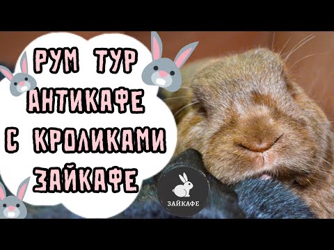 Видео: РУМТУР АНТИКАФЕ С КРОЛИКАМИ ЗАЙКАФЕ | ОБЗОР АНТИКАФЕ С КРОЛИКАМИ ЗАЙКАФЕ