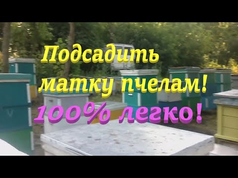 Видео: ✅ Как подсадить неплодную матку! Пчеловод о пчелах! #пчеловодство1