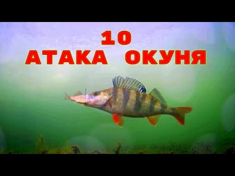 Видео: Топ 10 Зрелищных атак Окуня на Живца! Подводная съемка