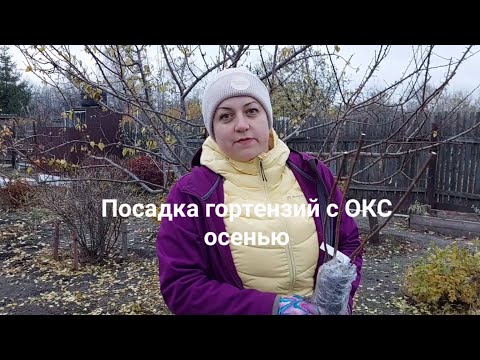 Видео: Как сохранить гортензию с открытым корнем?Сажать или нет?Ноябрь.❄️