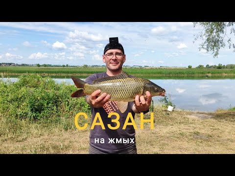 Видео: Сазан пришел к нам. Супер рыбалка. Бешенный клев! Река Меша