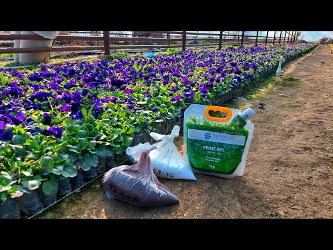 Видео: Лучшие удобрение которые содержит Магний, Кальций, Железа, Азот, Фосфор и Калий.📌МОЙ ТОП 6 ЭЛЕМЕНТЫ