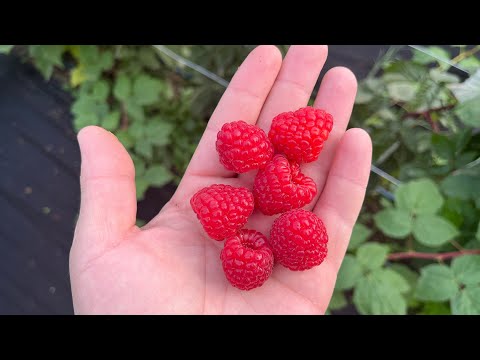 Видео: Мой опыт с Малиной. Маравилла и Энросадира зимой.