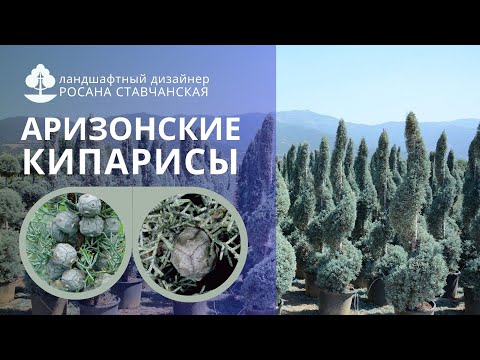 Видео: Аризонские кипарисы