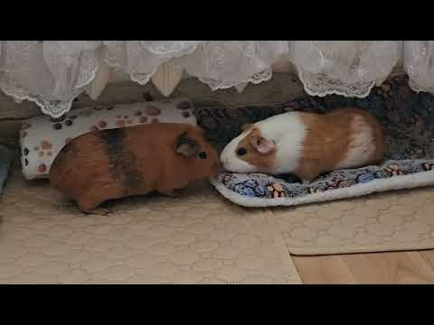 Видео: Морские свинки и загадочный туннель / Guinea pigs and the mysterious tunnel