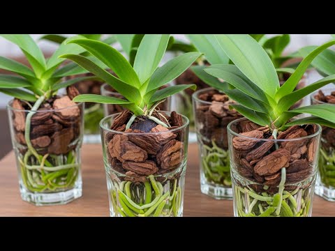 Видео: Как ухаживать за орхидеями, чтобы они красиво цвели, используя кофейную воду