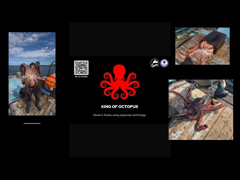 Видео: King of Octopus в прямом эфире! Проверяем ловушки на осьминога!!
