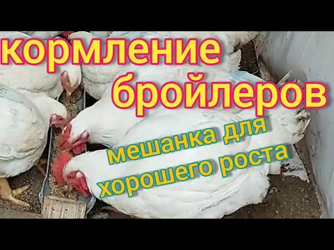 Видео: Кормление бройлеров в домашних условиях. Хотите крупного бройлера? Делайте мешанку. Мой рецепт.