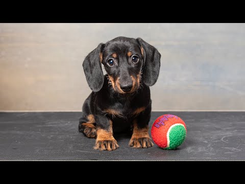 Видео: Dachshund wire-haired miniature (Такса ж/ш мини), Zveni-Dachs Чиколетта (3 м. old)