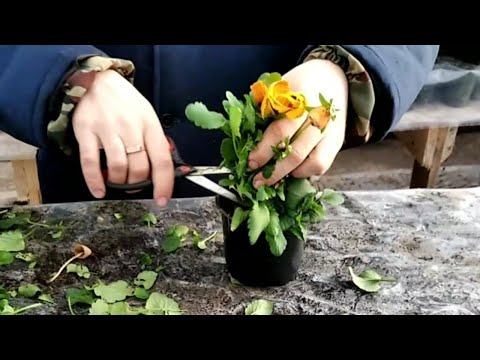 Видео: Какие ЦВЕТЫ остались после 8 МАРТА и что будем делать дальше? ВИДЕО-ОТЧЁТ!