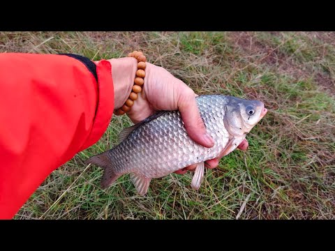 Видео: Осенняя рыбалка на карася. Рыбалка в середине ноября. 30 лет спустя..... #рыбалка #fishing