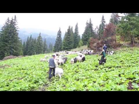 Видео: Зникаюча легенда