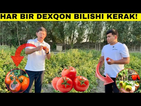 Видео: Очик Далада Помидор Етиштириш Сирлари Ва Касалликларига Карши Курашиш! #2025 #pomidor #agro