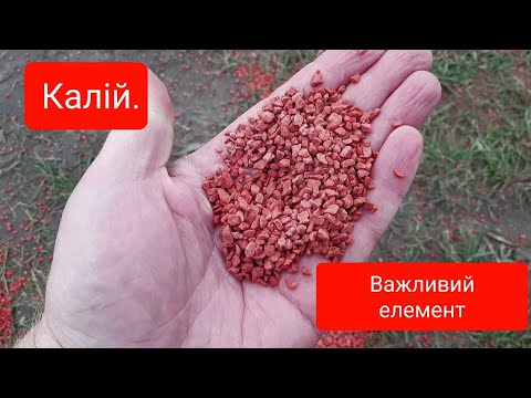 Видео: Калій під кукурудзу.Важливий елемент.