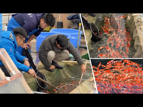 Видео: Документальный фильм о сезоне тосай: каково это — покупать рыбу тосай кои в Японии?