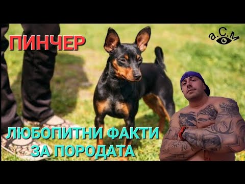 Видео: ПИНЧЕР - ЛЮБОПИТНИ ФАКТИ ЗА ПОРОДАТА    а.С.м