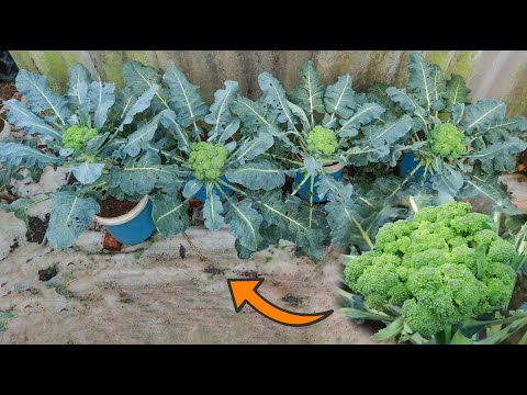 Видео: Вы когда-нибудь выращивали цветную капусту, брокколи так?