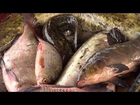 Видео: Ловля хищника на реке Ловать \ Ни хвоста, ни чешуи. Сезон 1.