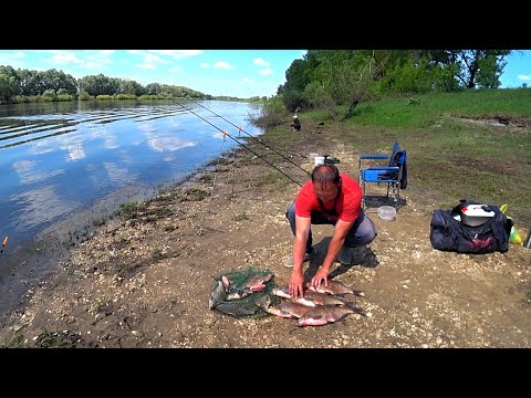 Видео: Эта СНАСТЬ на ЛЕЩА не подводит! Ловля леща на донки! Рыбалка на Оке!