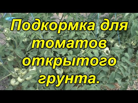 Видео: Чем подкормить томаты в открытом грунте сейчас+ 100% завязь.