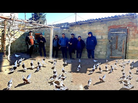 Видео: #bakigoyercinleri2021 Turkanli Telmanin Goyercinleri2021 #goyercinler2021 #бакинскиеголуби2021