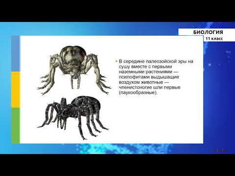 Видео: 11 класс - РУ - Биология - №4 - Исторические развитие органического мира на Земле