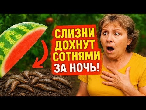 Видео: Слизни ДОХНУТ СОТНЯМИ за ночь! Весь секрет в обычной арбузной корке. Гениальный трюк для сада.