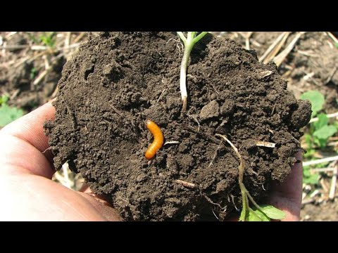 Видео: Мой опыт избавления от проволочника и других вредителей
