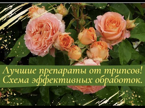 Видео: Лучшие препараты от трипсов! Схема эффективных обработок!