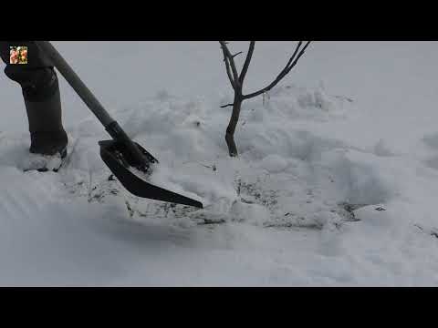 Видео: 🌳Чтобы зимой яблони не погибли❗