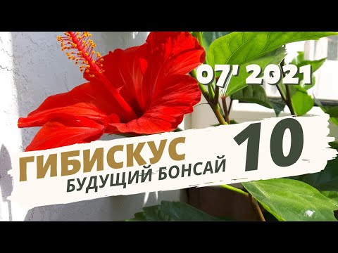 Видео: Гибискус — обрезка, пересадка в пеностекло. Как сделать бонсай. Часть 10 | Июль 2021