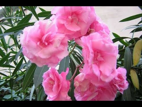 Видео: #Олеандр.У этого Олеандра красивые цветы и тонкий аромат. Обзор цветов