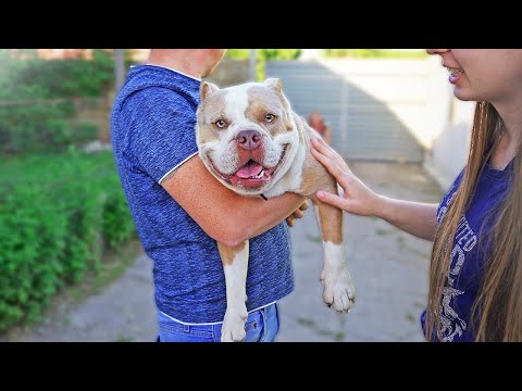 Видео: Отдали собаку чужим людям! И что из этого вышло...