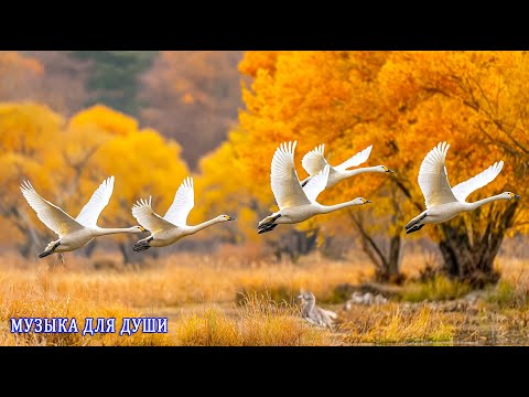 Видео: ТАКОЙ МУЗЫКИ ТЫ ЕЩЕ НЕ СЛЫШАЛ! СРОЧНО ИЩИТЕ НАУШНИКИ! ФАНТАСТИЧЕСКИ КРАСИВЫЕ И ЛУЧШИЕ ТРЕКИ ДЛЯ ДУШИ