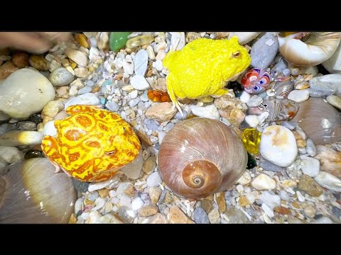 Видео: Во время охоты на жемчужных улиток внезапно появляется красочная лягушка-охранник.